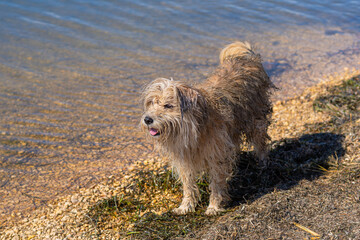 Wet and muddy English sheepdog covered in mud after a walk in the water at the beach on a sunny day.