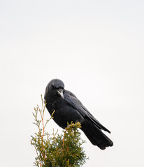 Black crow corvus bird sitting on top of tree against white sky.