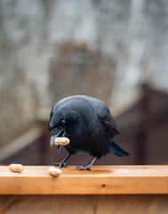 Close up of black crow corvus bird eating peanuts on deck railing.