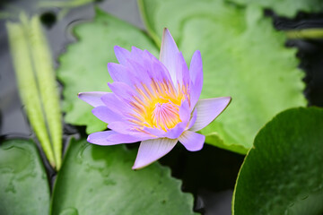 water lily bloom
