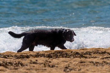 Black Labrador retriever dog walking on the shore of a sandy beach near ocean waves looking at camera.