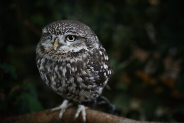 little owl