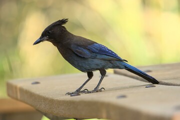 Steller's jay (Cyanocitta stelleri), Pinnacles National Park, California, USA