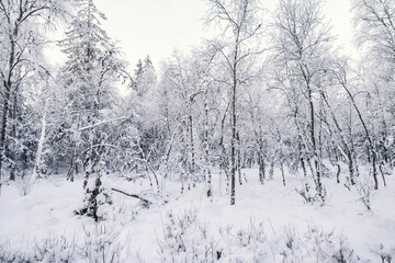 Wintry forest with snow and frosty trees