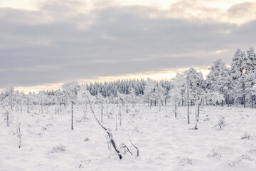 Cold wintry bog with frosty pines in the landscape