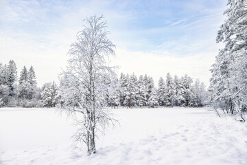 Hoarfrost on a birch tree by a lake in a winter forest landscape
