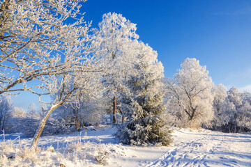 Footprints in the snow by frosty trees at a meadow a cold snowy winter day