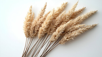 Fototapeta premium A bundle of dried pampas grass in soft beige tones, arranged elegantly against a simple white background.