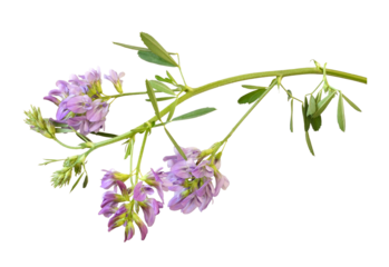 Twig of purple flowers and green leaves of lucerne (Medicago) isolated on white or transparent background
