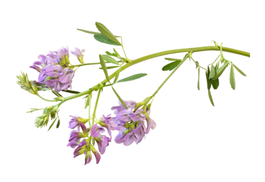 Twig of purple flowers and green leaves of lucerne (Medicago) isolated on white or transparent background