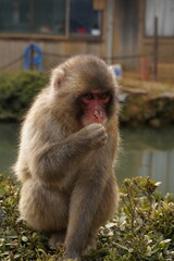 Fototapeta premium japanese macaque sitting on the ground