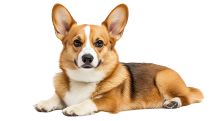 Corgi Charm: A cheerful Pembroke Welsh Corgi with captivating eyes and a playful grin, exudes warmth and friendliness. This adorable dog is perfectly captured in a relaxed, confident pose.