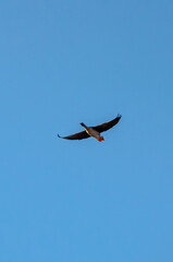 Graceful goose soaring under a bright blue sky. A single goose in mid-flight, serene atmosphere, upward angle, open sky background, capturing the beauty and freedom of nature.