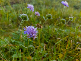 Purple wildflower blooming in a lush green meadow. A delicate wildflower in focus, soft natural light, low-angle macro shot, vibrant meadow setting, emphasizing nature's beauty and serenity.