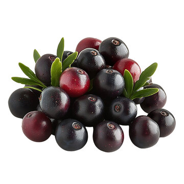 Extreme front view of a hyperrealistic bunch of crowberries isolated on a white transparent background