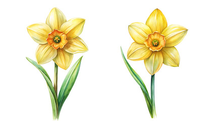 watercolor illustration of daffodil flower isolated on transparent background
