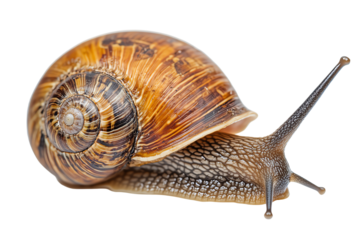 A close-up view of a beautiful, detailed snail showcasing its unique shell patterns and textures, representing nature's intricate designs.