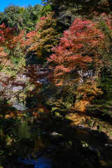 秋を迎える龍馬公園