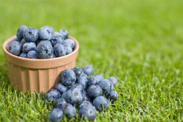 Blueberries in a bowl on green grass with copy-space.