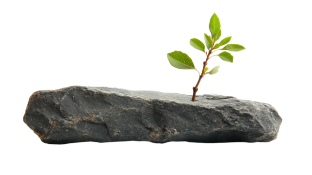 Resilience: A delicate sprout pushes through a rough, jagged rock, symbolizing strength, determination, and overcoming obstacles.  