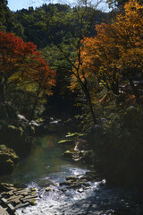 龍馬公園を流れる川の秋風景