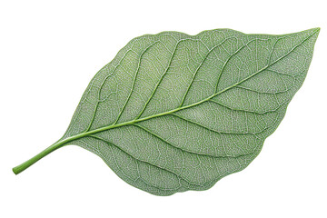Obraz premium A vibrant green leaf showcasing intricate vein patterns and a smooth texture against a transparent background. Perfect for nature-themed designs.