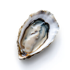 Oyster top view isolated on white background