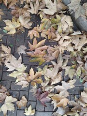 autumn  leaves on ground. yellow fallen leaves. autumn background