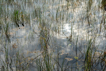 Swamp land at Everglades National Park, Florida, United States