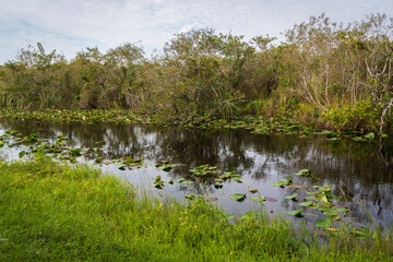 Swamp land at Everglades National Park, Florida, United States