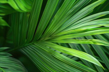 Tropical jungle
