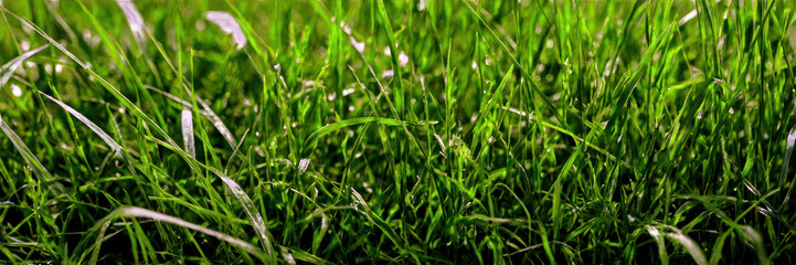 Obraz premium Close-up of vibrant green grass blades, showcasing nature's textures and colors.