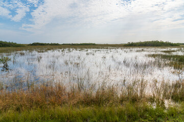 Swamp land at Everglades National Park, Florida, United States