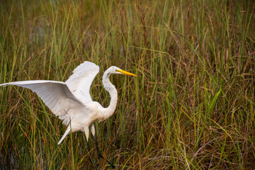 White crane bird in Everglades National Park, Florida, United States