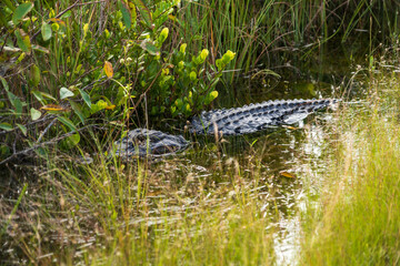 Crocodile at Everglades National Park, Florida, United States