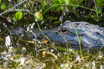 Crocodile at Everglades National Park, Florida, United States