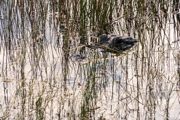 Crocodile at Everglades National Park, Florida, United States