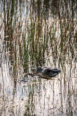 Crocodile at Everglades National Park, Florida, United States