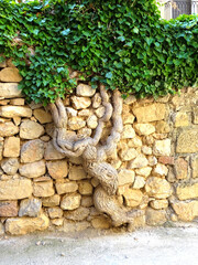 Lierre grimpant sur un mur en pierre