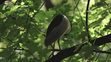 Night heron standing on branch of tree