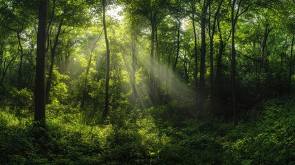 Obraz premium Sunbeams Dance Through Verdant Forest