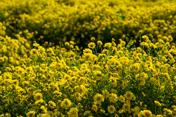 Fototapeta premium Close up of Chrysanthemum flower. Nature background.