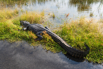 Crocodile at Everglades National Park, Florida, United States