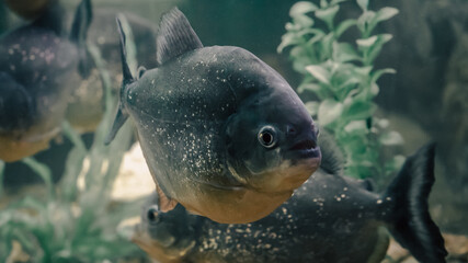 piranha fish swims in the water in an aquarium close up