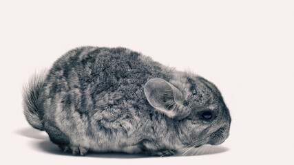 gray fluffy chinchilla close up isolated on white background