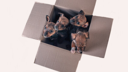 four outbred puppies in a cardboard box on a white background