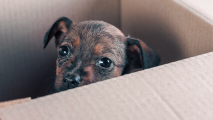 sad mongrel puppy foundling in a cardboard box