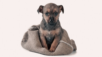 mongrel puppy of brown color in a sack on a white background