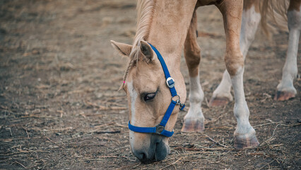 Obraz premium beige horse on a ranch