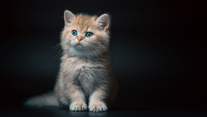 kitten of the British long-haired golden chinchilla breed sits on a black background